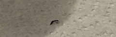 Sclerodermus
