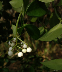 Psychotria serpens