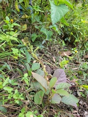 Pleurolobus gangeticus