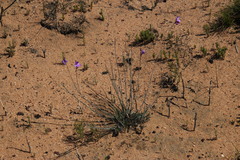 Heliophila juncea