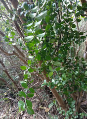 Psychotria serpens