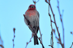 Haemorhous mexicanus