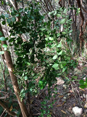 Psychotria serpens