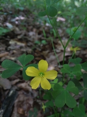 Oxalis florida
