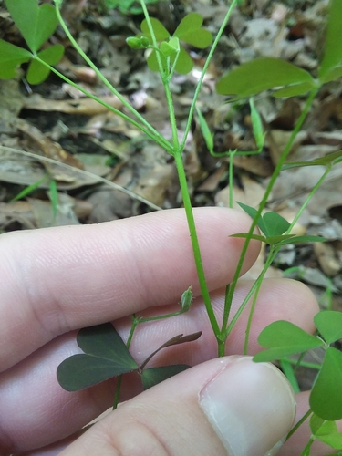 Image of Flowering Yellow Woodsorrel (Oxalis florida) by (c) Will McFarland, some rights reserved (CC BY)