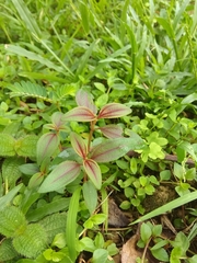 Melastoma malabathricum