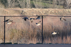Branta canadensis