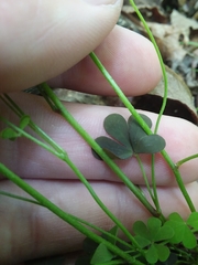 Oxalis florida