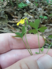 Oxalis florida