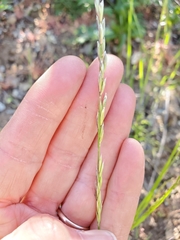 Melica californica