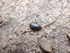 Acilius semisulcatus