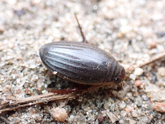 Acilius semisulcatus