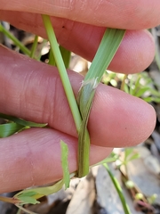 Melica californica