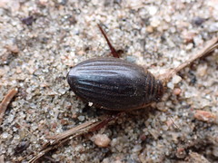 Acilius semisulcatus