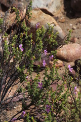 Pelargonium englerianum
