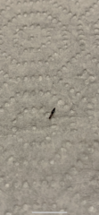 Sclerodermus