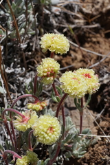 Eriogonum douglasii