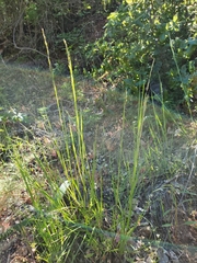 Melica californica