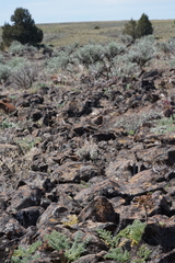 Lomatium minus