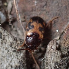 Mycetophagus punctatus
