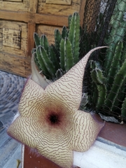 Stapelia gigantea