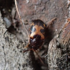 Mycetophagus punctatus