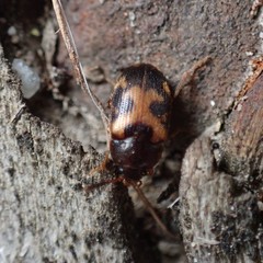 Mycetophagus punctatus