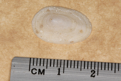 Tugali parmophoidea