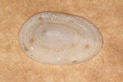 Tugali parmophoidea