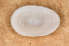 Tugali parmophoidea
