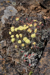 Eriogonum douglasii