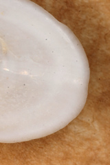Tugali parmophoidea