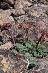 Lomatium minus