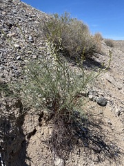 Astragalus lonchocarpus
