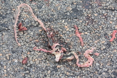 Lampropeltis holbrooki