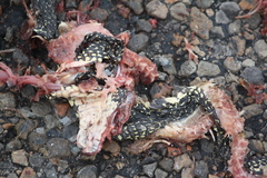 Lampropeltis holbrooki