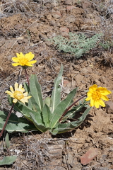 Balsamorhiza serrata