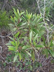 Acacia spirorbis