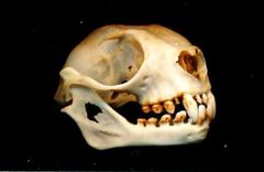 Common Tube-Nosed Fruit Bat photo 4