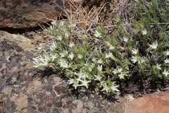 Eremogone franklinii