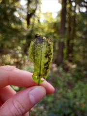 Pegomya bicolor