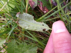 Pegomya bicolor