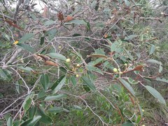 Alphitonia neocaledonica