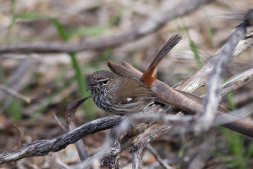 Shy Heathwren (Hylacola cauta), photo 2
