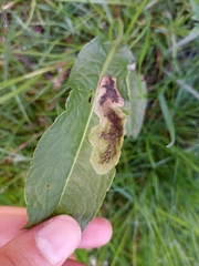 Pegomya bicolor