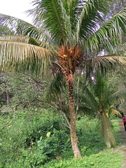 Cocos nucifera