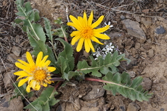 Balsamorhiza serrata