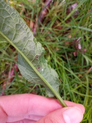 Pegomya bicolor