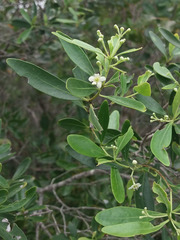 Denhamia fournieri