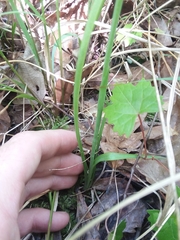 Spiranthes sylvatica